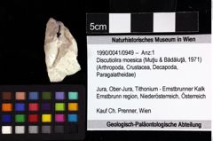 Foto (Objket + Etiketten) von Discutiolira moesica (Muţiu & Bădăluţă, 1971) 